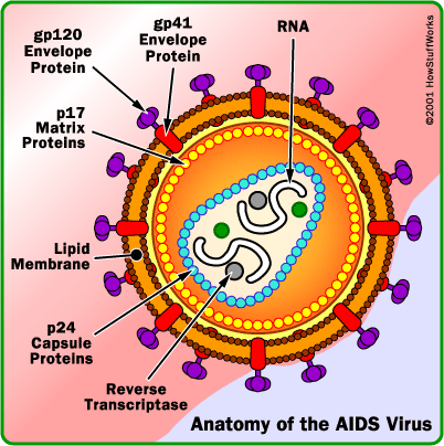 Free HIV Essays and Papers